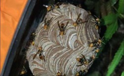 胡蜂人工养殖技术视频怎么学？