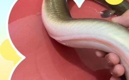 鳗鱼烂鳃怎么办？养殖户如何高效处理？