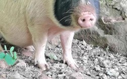 散养猪选啥品种好？