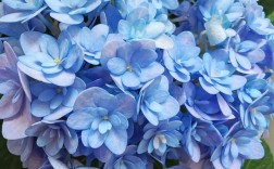 绣球花哪些品种最好养？