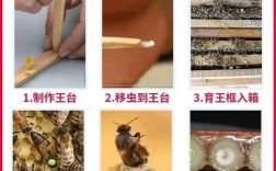 蜜峰养殖技术视频教程怎么学？