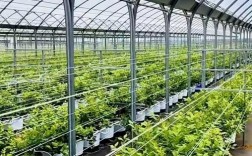 南方蔬菜大棚栽培技术有哪些要点？