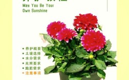 花卉栽培管理技术有哪些关键要点？