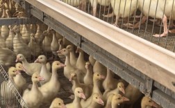 鹅苗小型品种能长几斤？