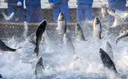 如何高效养殖水产珍贵品种？