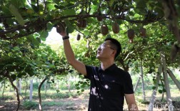 河北猕猴桃种植技术有哪些关键要点？