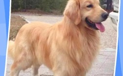 哪些狗品种好卖又赚钱？