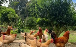 放养鸡选品种，哪种最合适？