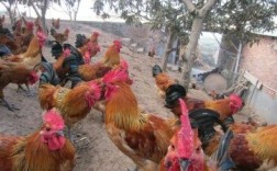 青脚红羽鸡是哪个品种？