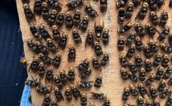 马蜂过冬技术公开图片，如何安全越冬？