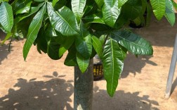 发财树常见品种有哪些？