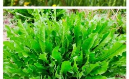 中国蒲公英品种到底有多少种？