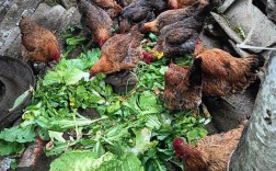 土鸡蛋养殖技术视频有哪些关键要点？