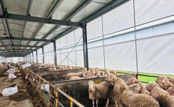 成都哪里能学靠谱绵羊养殖技术？