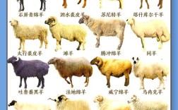 绵羊好品种有哪些？附图片识别吗？