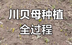 贝母种植技术视频，新手怎么学？