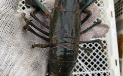 龙虾养殖技术培训视频怎么学？