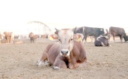 新疆褐牛是什么品种？