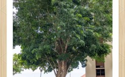 橡胶树有哪些常见品种？