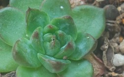 哪些多肉不爱招虫？