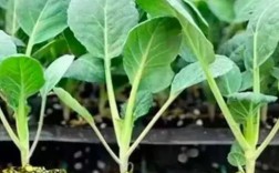 西兰花种植技术视频，如何高效种植？