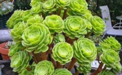 法师多肉哪些品种颜值更高？