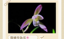 兰花开花时间有何规律？