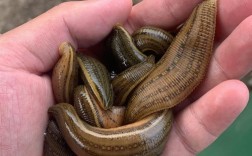 江苏野生水蛭有哪些常见品种？