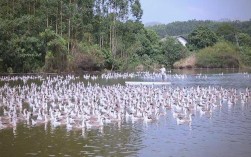 反季节鹅养殖技术视频有哪些要点？