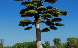 哪种罗汉松品种最好？