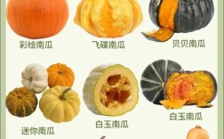 哪些南瓜品种营养价值最高？