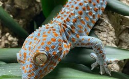 家养壁虎选什么品种最好？