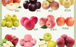 苹果都有什么品种图片