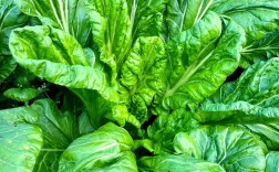 冬天哪种青菜最可口？