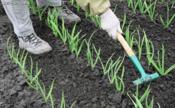 田间大蒜管理技术视频