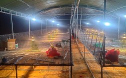 蝇蛆养殖技术基地具体在哪儿？