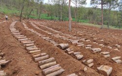 茯苓复式种植技术要点有哪些？