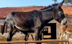 什么品种的驴最适合当肉驴？