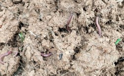 野生蚯蚓养殖技术方法