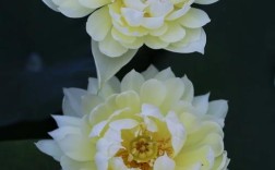 碗莲哪些品种易开花？