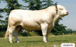 中国肉牛品种品质如何，市场竞争力怎样？