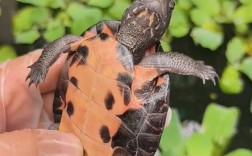 成年黑颈龟2025年价格会涨还是跌？