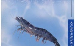 日本斑节对虾养殖技术要点有哪些？