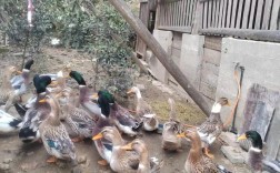 稻田养鸭适合选什么品种？