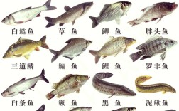 池塘里的鱼品种具体有哪些？不同池塘的鱼类构成有何差异？