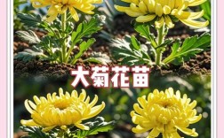 九月份有什么草花品种