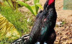 斗鸡人工取精技术视频怎么做？