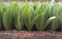 油麦菜种植视频，新手怎么种才高产？