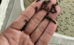 人工菲牛水蛭养殖技术要点有哪些？