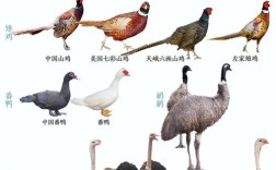 养殖畜牧业常见品种有哪些？